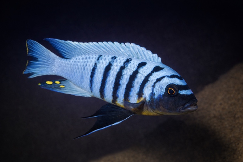 Maylandia fainzilberi 'Selewa'